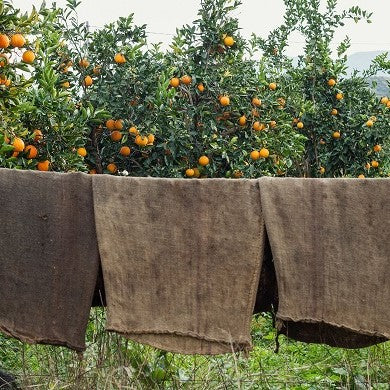 Griechischer Orangenbaum