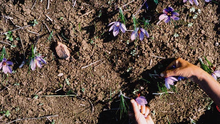 l’impossible du vin or the Voϊ* of the Wines of mount Olympus