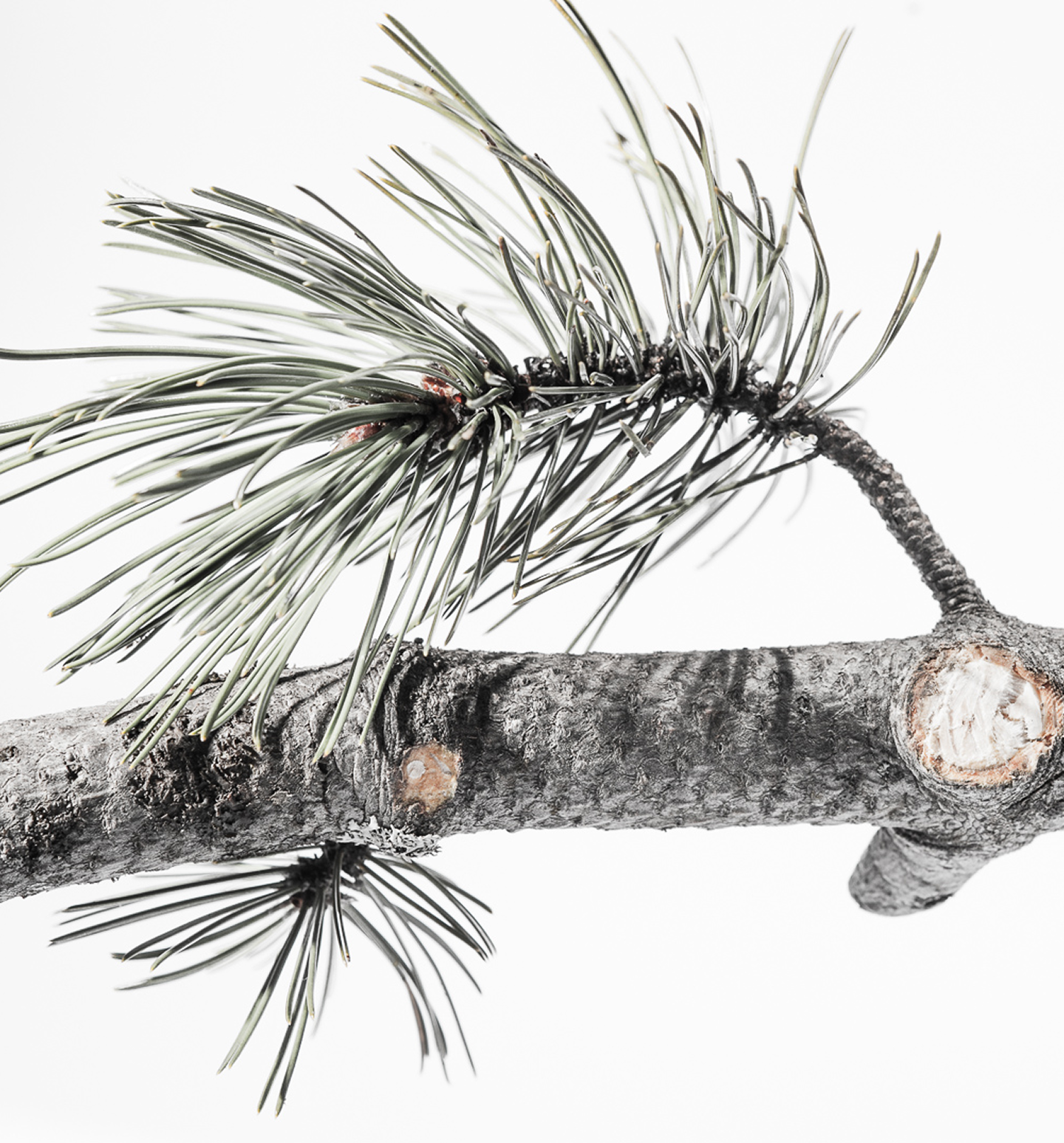 White Pine